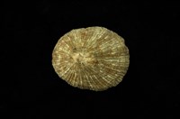 藏品(斗笠螺)的圖片